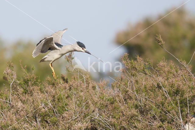 Kwak (Nycticorax nycticorax)