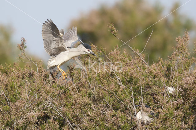 Kwak (Nycticorax nycticorax)