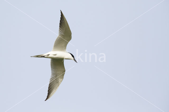 Gull-billed Tern (Sterna nilotica)