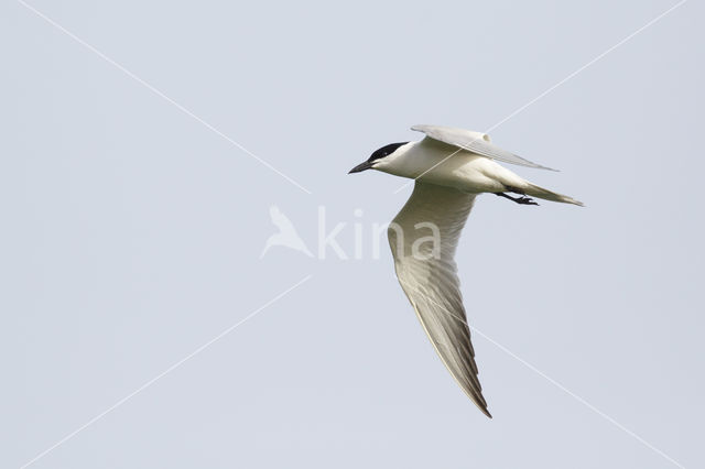 Gull-billed Tern (Sterna nilotica)