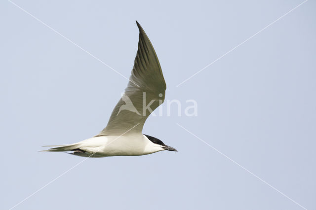 Gull-billed Tern (Sterna nilotica)