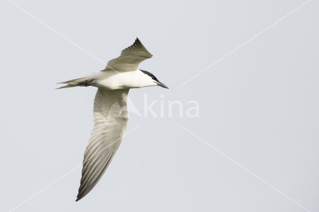 Gull-billed Tern (Sterna nilotica)