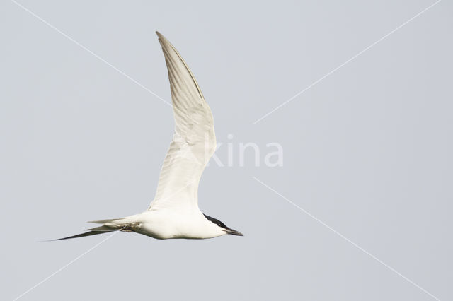 Gull-billed Tern (Sterna nilotica)