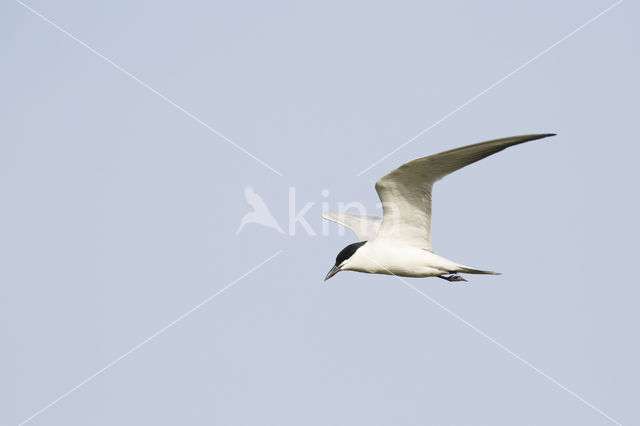 Gull-billed Tern (Sterna nilotica)