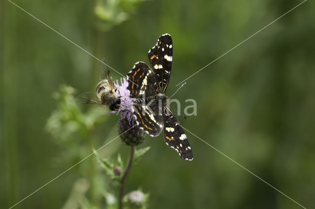 Map Butterfly (Araschnia levana)