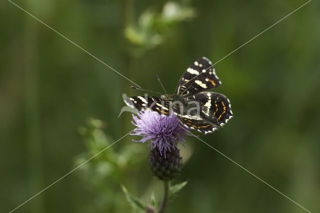 Landkaartje (Araschnia levana)