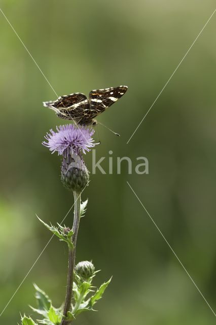 Map Butterfly (Araschnia levana)