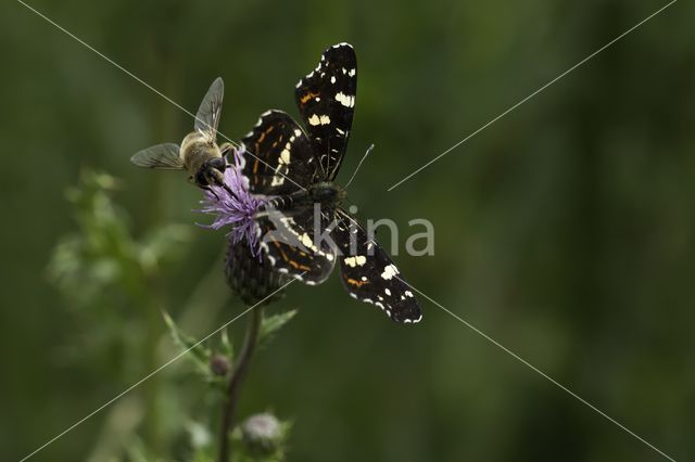 Landkaartje (Araschnia levana)