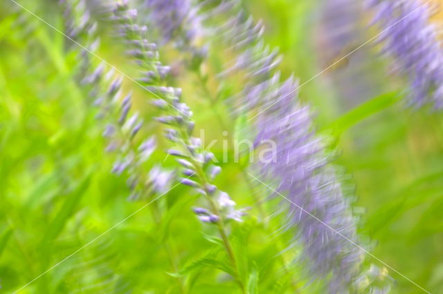 Long-leaved Speedwell (Veronica longifolia)