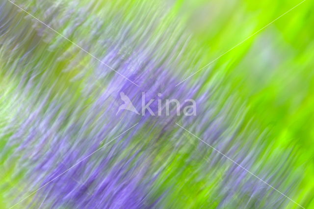 Long-leaved Speedwell (Veronica longifolia)