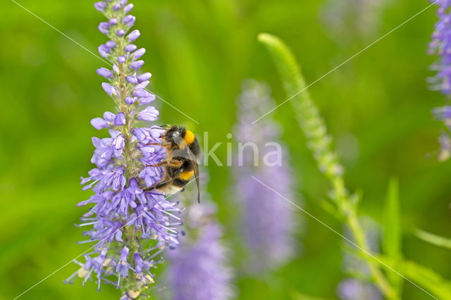 Long-leaved Speedwell (Veronica longifolia)