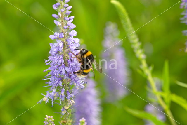 Long-leaved Speedwell (Veronica longifolia)