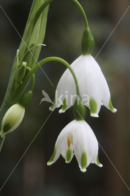 Lenteklokje (Leucojum vernum)