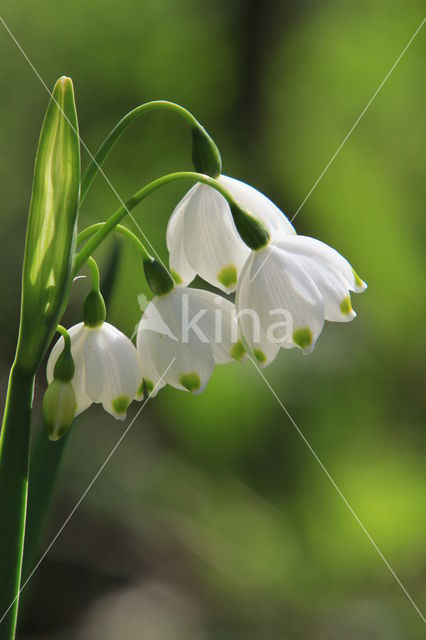 Lenteklokje (Leucojum vernum)