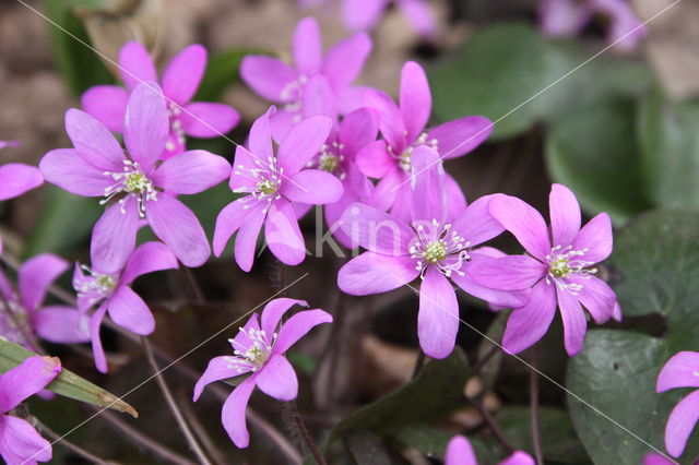 Sharp-lobed Hepatica