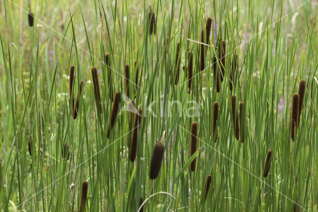 Bulrush (Typha)