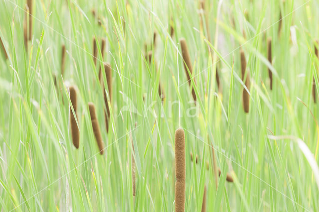 Bulrush (Typha)