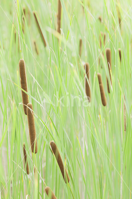 Bulrush (Typha)