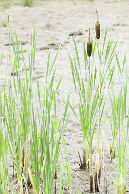 Bulrush (Typha)