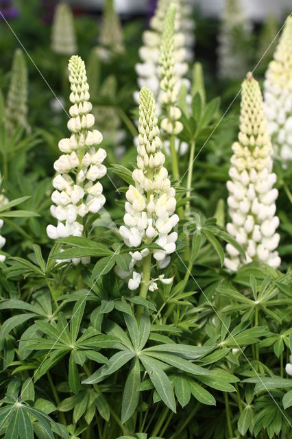 lupine (Lupinus spec.)