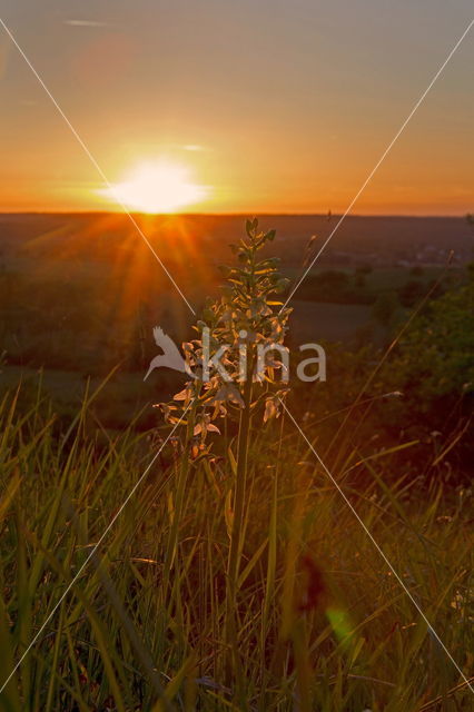 Early-purple Orchid (Orchis mascula)