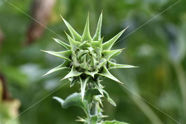 Mariadistel (Silybum marianum)