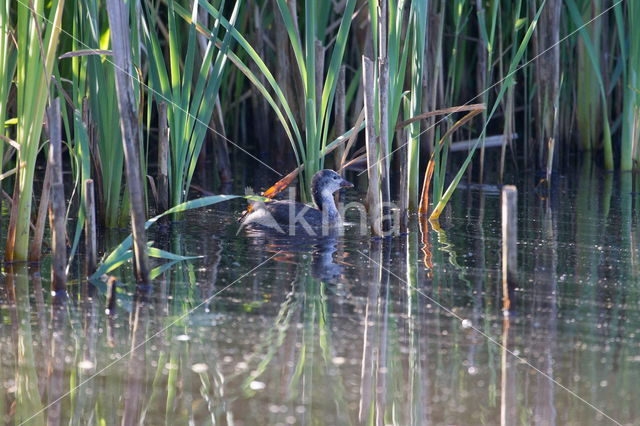 Common Coot (Fulica atra)