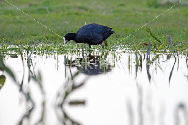 Meerkoet (Fulica atra)