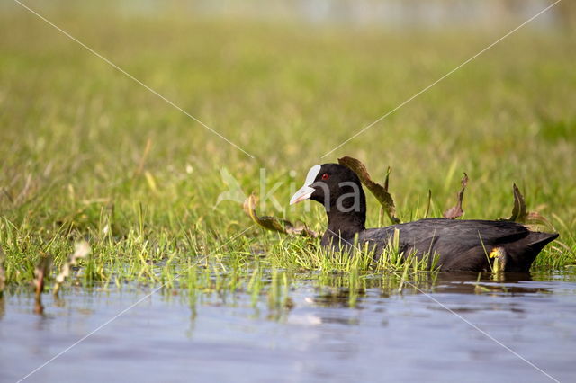 Meerkoet (Fulica atra)