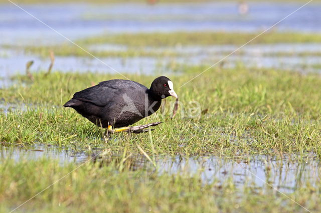 Meerkoet (Fulica atra)