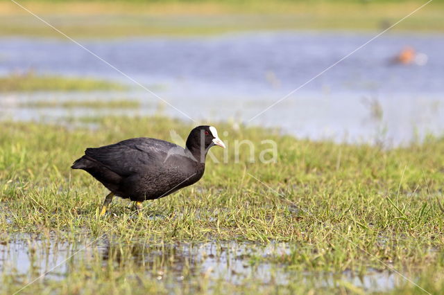 Meerkoet (Fulica atra)