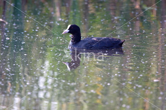 Common Coot (Fulica atra)