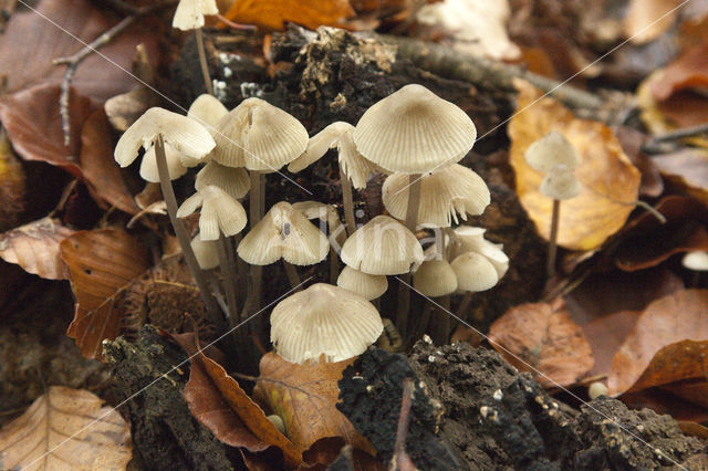 Melksteelmycena (Mycena galopus)