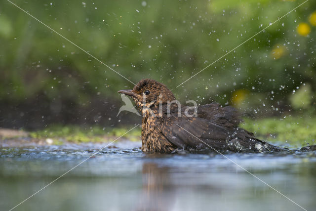 Eurasian Blackbird (Turdus merula)