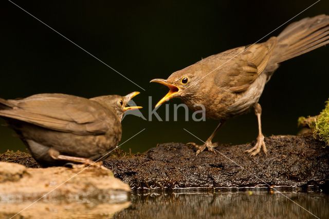 Eurasian Blackbird (Turdus merula)