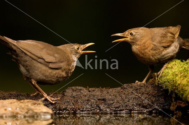 Eurasian Blackbird (Turdus merula)