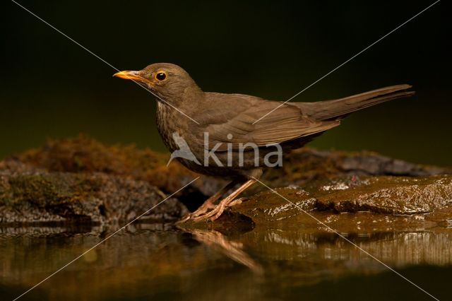 Eurasian Blackbird (Turdus merula)