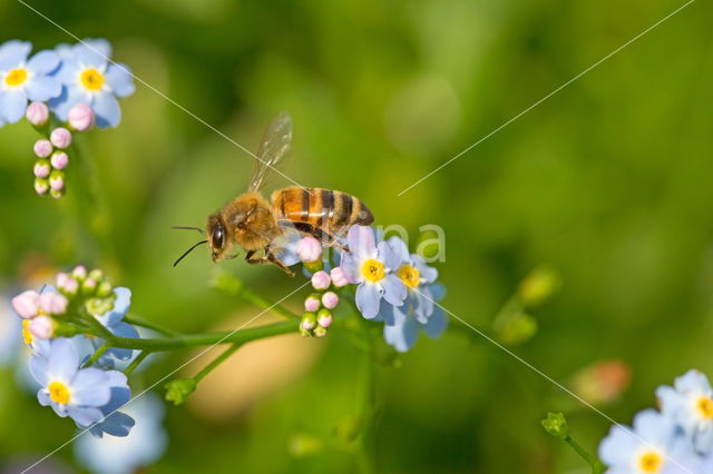 Moerasvergeet-mij-nietje (Myosotis scorpioides)