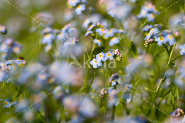 Moerasvergeet-mij-nietje (Myosotis scorpioides)