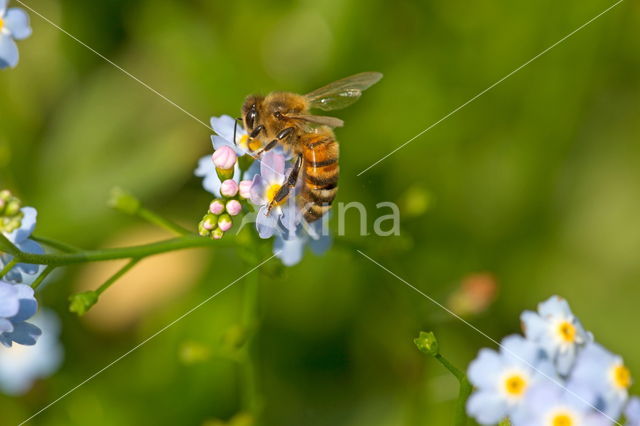 Moerasvergeet-mij-nietje (Myosotis scorpioides)