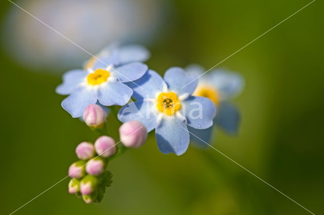 Moerasvergeet-mij-nietje (Myosotis scorpioides)