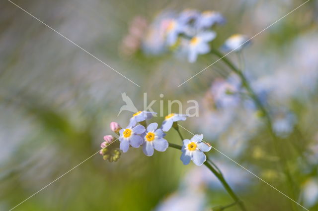 Moerasvergeet-mij-nietje (Myosotis scorpioides)