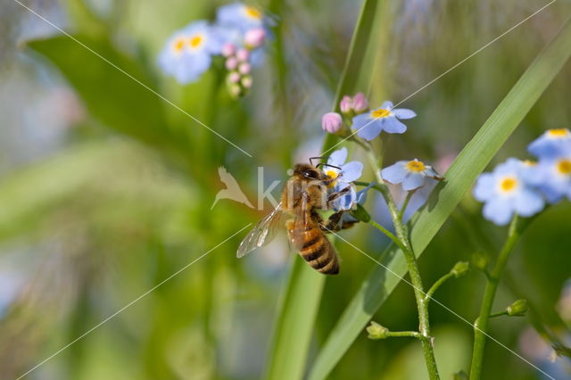 Waterforget-me-not (Myosotis scorpioides)