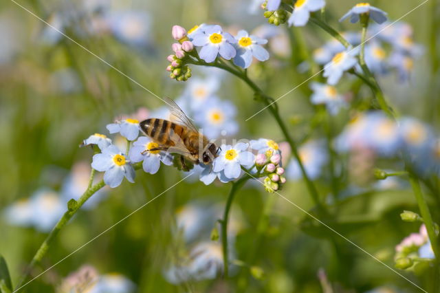 Moerasvergeet-mij-nietje (Myosotis scorpioides)