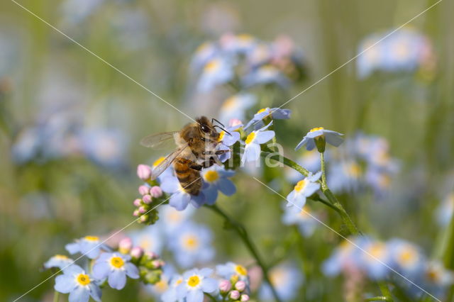 Moerasvergeet-mij-nietje (Myosotis scorpioides)