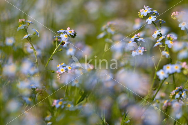 Moerasvergeet-mij-nietje (Myosotis scorpioides)