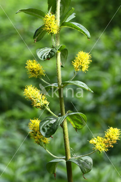 Tufted Loosestrife (Lysimachia thyrsiflora)