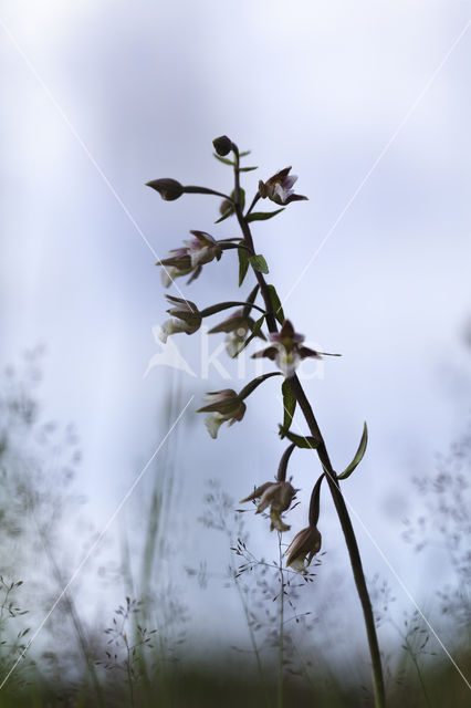 Marsh Helleborine (Epipactis palustris)