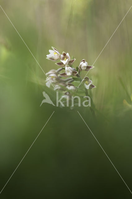 Marsh Helleborine (Epipactis palustris)