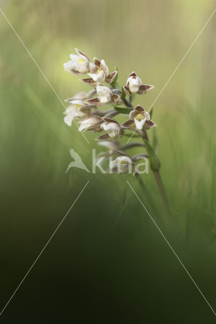 Marsh Helleborine (Epipactis palustris)